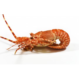 Langouste Rose Afrique du Sud, cuite en carapace.