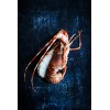 Langouste Rose Afrique du Sud, en carapace