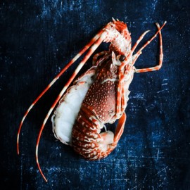 Langouste Rose Afrique du Sud, en carapace