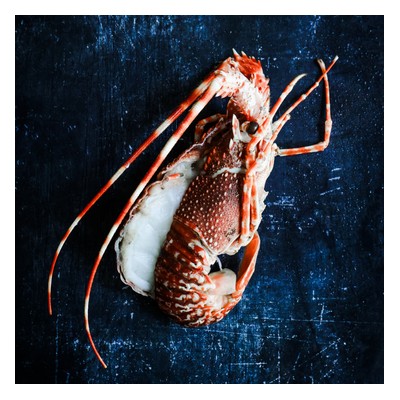 Langouste Rose Afrique du Sud, en carapace