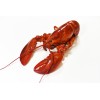 Homard Canadien en carapace, cuit