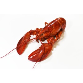 Homard Canadien en carapace, cuit